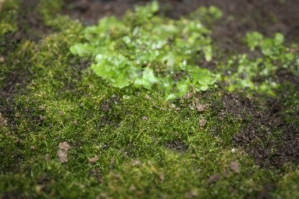 Moss pe teren