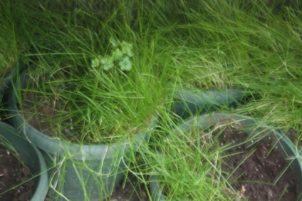 Moss pe teren