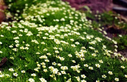 Pearlwort ellátás, fotó, reprodukció, a kártevők