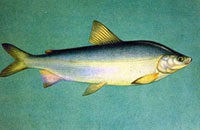 Muksun - pește siberian