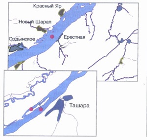 Muksun - peștele din Siberia - aplicația online a revistei - bayanay