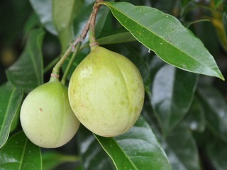 Myristica fragrans fa és a szerecsendió, a képen látszik, mint egy anya és virágok