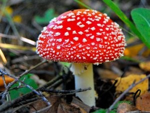 Amanita este o proprietate medicinală a unei ciuperci otrăvitoare