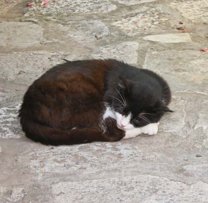 Autóval Horvátország - Krka Nemzeti Park - Sibenik, a Photo-utazások