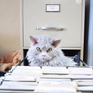 Bombastic - pisica Albert a devenit noua stea a Internetului