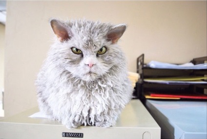 Bombastic - pisica Albert a devenit noua stea a Internetului