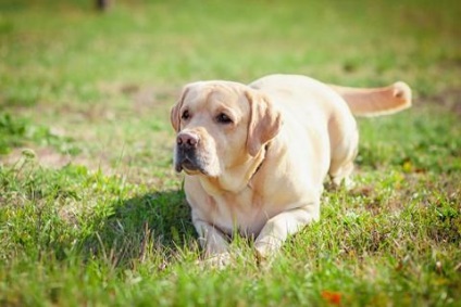 Tanítsd meg a Labrador maradni és várni Labrador