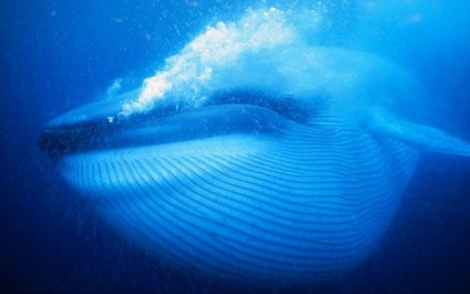 Abilități incredibile de balene albastre