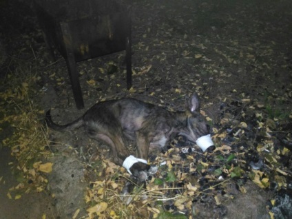 Imobilizată în viață ... cină! Jucătorul de la Rostov a respins câinele de la trei bărbați care au planificat o 