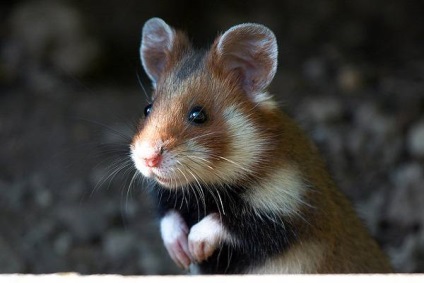 Hamster obișnuit, hamster (cricetus cricetus) fotografie, dimensiune aspect culoare descriere hamster area