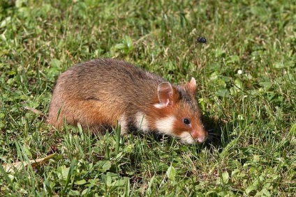 Hamster obișnuit, hamster (cricetus cricetus) fotografie, dimensiune aspect culoare descriere hamster area