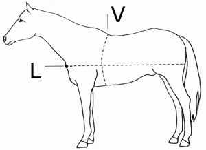 Áttekintése, hogy mennyi súlyt a ló, a tömeg különbség attól függően, hogy a fajta