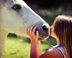 Áttekintése, hogy mennyi súlyt a ló, a tömeg különbség attól függően, hogy a fajta