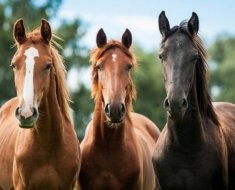 O privire de ansamblu asupra cântăririi calului, a diferențelor de greutate în funcție de rasă