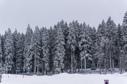 Într-o zi în pădurea neagră feldberg, alpirsbach și silts