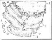 Organele cu o singură membrană, structura și funcțiile reticulului endoplasmatic