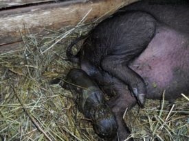 Farrow vietnami sertés otthon és gondozás először a fialás után (újszülött malacok) Farrow vietnami sertés otthon és gondozás először fialás után