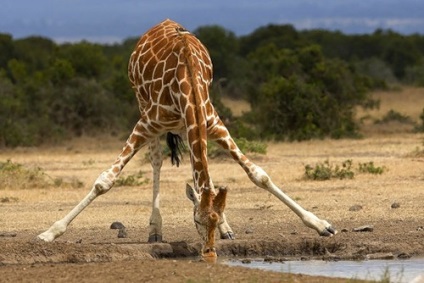 Despre obiceiurile girafei