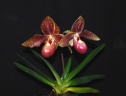 Secretele orhideelor ​​de iluminat