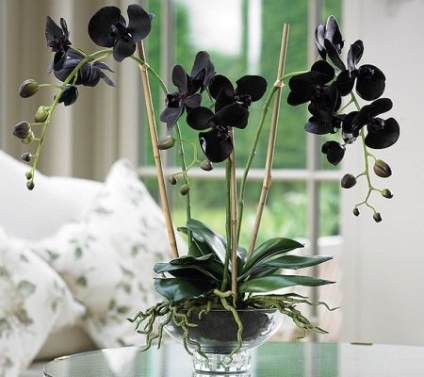 Orhideele - componentele îngrijirii adecvate pentru acasă