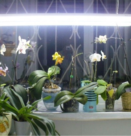 Orhideele - componentele îngrijirii adecvate pentru acasă