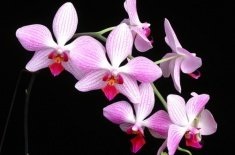 Orchideák - alkatrészek megfelelő gondozása őket otthon