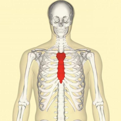 Scheletul axial