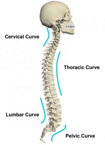 Scheletul axial