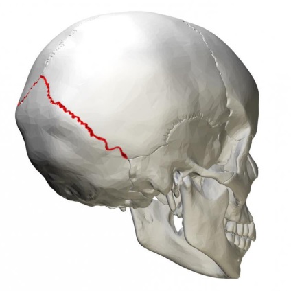 Scheletul axial