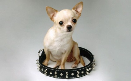 Colier pentru formarea câinilor de rase decorative - club de iubitori de câini mici