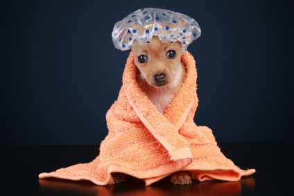 Caracteristici de îngrijire a rasei de câini cu păr scurt