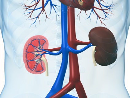 Insuficiență renală acută și cronică, tulburări metabolice ale întregului organism