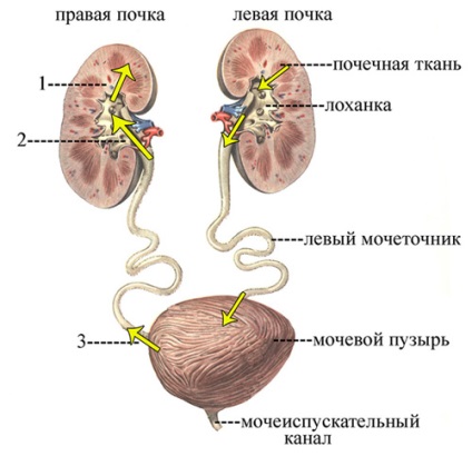 Insuficiență renală acută și cronică, tulburări metabolice ale întregului organism