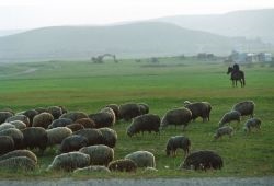 Agricultura de ovine din Dagestan revine - agroxxi