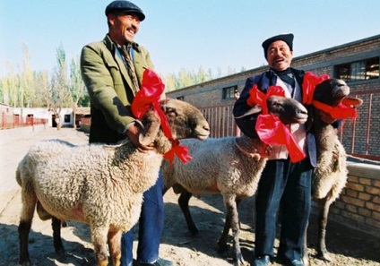 Ovine Dolan costă 2 milioane de dolari (3 fotografii)