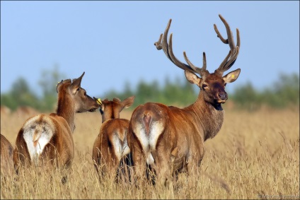 Vânătoare pentru wapiti