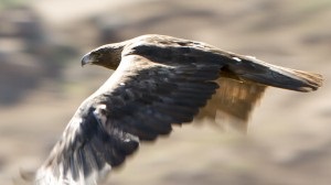 Vânătoare cu vulturul de aur, un site despre vânătoare