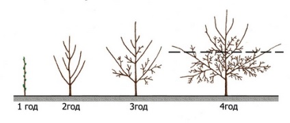 Palmette din măr, pere și alți pomi fructiferi