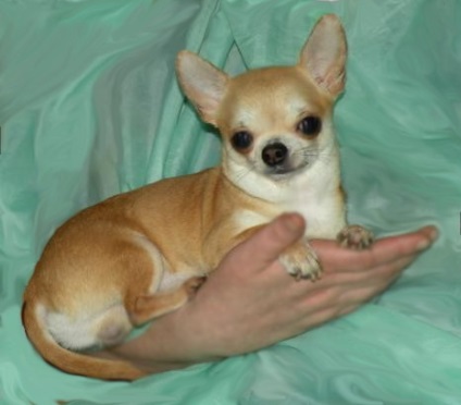 Pancreatitis Chihuahua