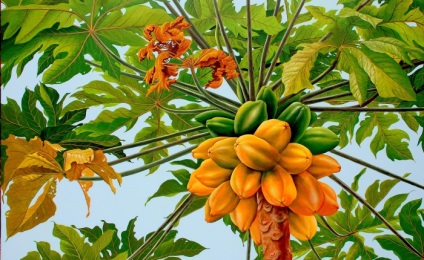 Papaya előnyös tulajdonságait gyümölcs (ök) A papaya hasznos tulajdonságai