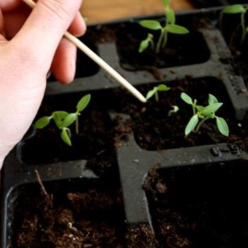 Növények pick mi ez, és hogyan kell merülni rendesen, dachasadovnika