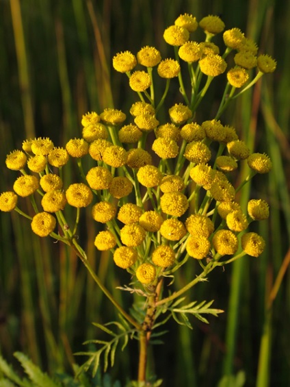 Tansy (tanacetum vulgare l