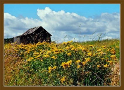 Tansy (tanacetum vulgare l