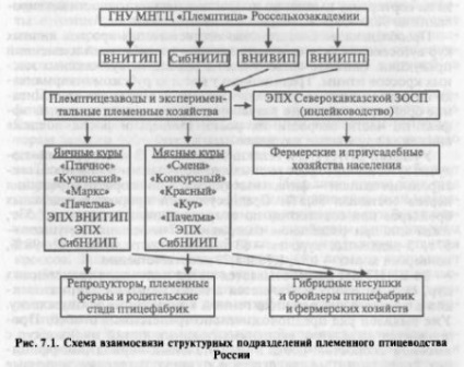 Lucrări de reproducție în creșterea păsărilor - totul despre creșterea animalelor