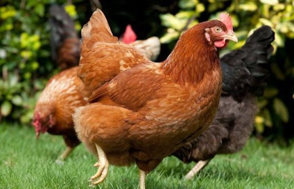 Miért csirkék Peck tojás csirke Peck tojás, mit kell tenni