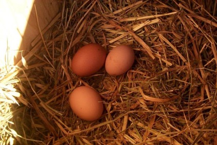 De ce puii de găină ouă gălăgind ouăle, ce să facă