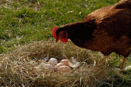 Miért csirkék Peck tojás csirke Peck tojás, mit kell tenni