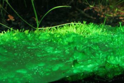 De ce wolvox se referă la organismele unicelulare structura de alge wolvox - viața mea