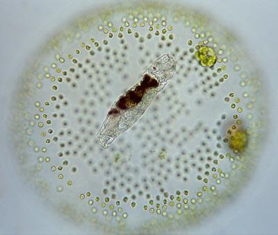 Miért Volvox nevezik egysejtű élőlények, alga Volvox szerkezet - az életem