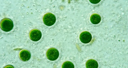 De ce este atribuit volvox organismele unicelulare